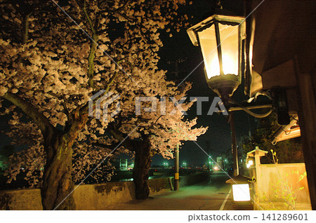 The charming night cherry blossoms along Saisei-no-michi are bathed in the light of retro gas lamps. The charming night cherry blossoms along Saisei-no-michi are bathed in the light of retro gas lamps. 141289601