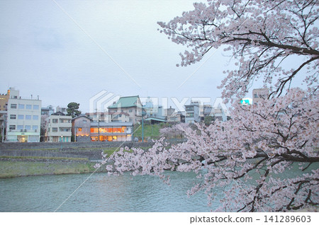 Under a slightly overcast sky, the cherry blossoms are in full bloom, their beauty enhanced by the Sai River. Under a slightly overcast sky, the cherry blossoms are in full bloom, their beauty enhanced by the Sai River. 141289603
