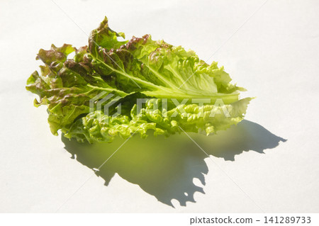 This is a close-up of a red lettuce leaf. This is a close-up of a red lettuce leaf. 141289733