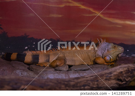 a cute lizard a cute lizard 141289751