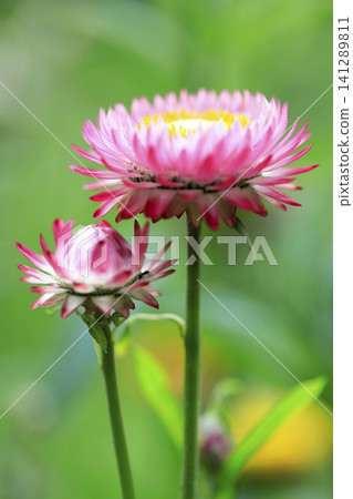 Pale pink strawflowers blooming in the park's flowerbeds Pale pink strawflowers blooming in the park's flowerbeds 141289811