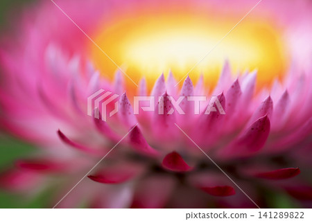 Close-up photo of pale pink strawflowers blooming in a flowerbed. Close-up photo of pale pink strawflowers blooming in a flowerbed. 141289822