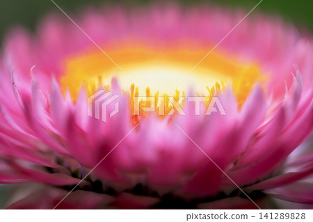 Close-up photo of pale pink strawflowers blooming in a flowerbed. Close-up photo of pale pink strawflowers blooming in a flowerbed. 141289828