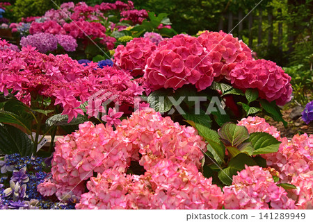 Colorful hydrangeas at Gora Park in Hakone Town, Kanagawa Prefecture Colorful hydrangeas at Gora Park in Hakone Town, Kanagawa Prefecture 141289949