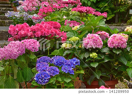 Colorful hydrangeas at Gora Park in Hakone Town, Kanagawa Prefecture Colorful hydrangeas at Gora Park in Hakone Town, Kanagawa Prefecture 141289950