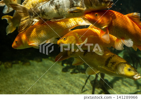 Colorful Koi Fish Swimming Underwater Colorful Koi Fish Swimming Underwater 141289966