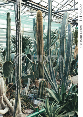 Vertical composition of various tall cacti, prickly pear cacti, and succulents growing in a spacious botanical greenhouse. Exotic desert plants under a glass roof, representing botany, indoor Vertical composition of various tall cacti, prickly pear cacti, and succulents growing in a spacious botanical greenhouse. Exotic desert plants under a glass roof, representing botany, indoor 141290022