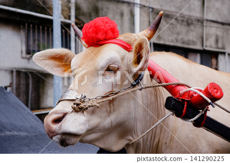 Close-up of ox head pulling traditional cart at Taiwan festival Close-up of ox head pulling traditional cart at Taiwan festival 141290225