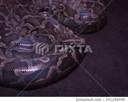 a venomous snake a venomous snake 141290440