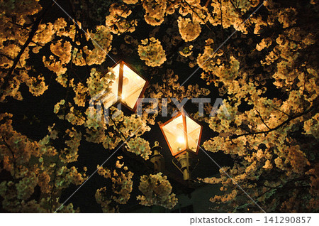 Two retro gas lamps glow warmly beside the cherry blossoms in full bloom that envelop the night sky. Two retro gas lamps glow warmly beside the cherry blossoms in full bloom that envelop the night sky. 141290857