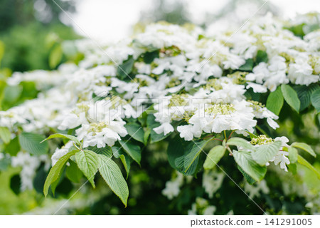 Blooming Branch of Viburnum Pragense with White Inflorescence Blooming Branch of Viburnum Pragense with White Inflorescence 141291005