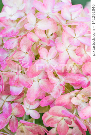 Graffiti Hydrangea Pink Petals Macro Background Graffiti Hydrangea Pink Petals Macro Background 141291046