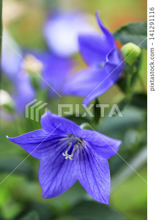 Purple bellflowers blooming in the flowerbed Purple bellflowers blooming in the flowerbed 141291116