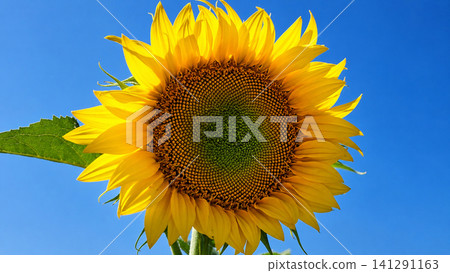 Golden Sunflower Close Up Against Blue Sky Background Golden Sunflower Close Up Against Blue Sky Background 141291163