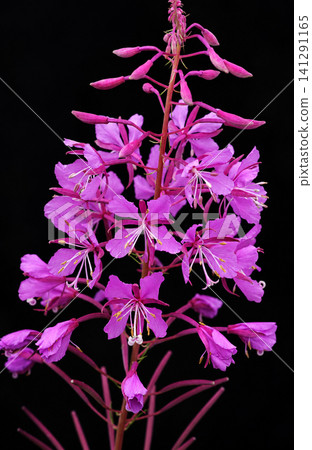 Fireweed Flowers Isolated on Black Background (Chamerion angustifolium) Fireweed Flowers Isolated on Black Background (Chamerion angustifolium) 141291165