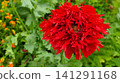 Red Fringed Poppy Flower in Bloom with Soft Green Garden Background 141291168