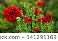 Red Fringed Poppy Flowers Blooming in Garden with Seed Pods 141291169