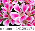 Pink and White Clarkia Flowers Full Frame Floral Background 141291171