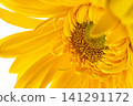 Yellow Gerbera Daisy Macro Close Up Floral Background 141291172