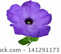 Purple Petunia Flower Isolated on White Background 141291173