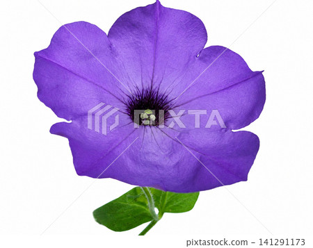 Purple Petunia Flower Isolated on White Background Purple Petunia Flower Isolated on White Background 141291173