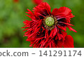 Red Fringed Poppy Flower with Green Seed Pod on Soft Green Background 141291174