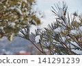 The delicate texture of snow-covered pine needles and a close-up of winter 141291239