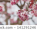 A close-up of a beautiful winter cherry blossom with vibrant pink flowers at the end of its slender branches. 141291246
