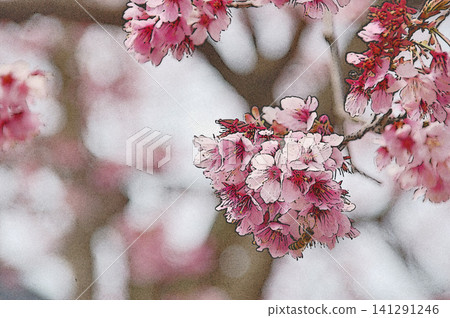 A close-up of a beautiful winter cherry blossom with vibrant pink flowers at the end of its slender branches. 141291246