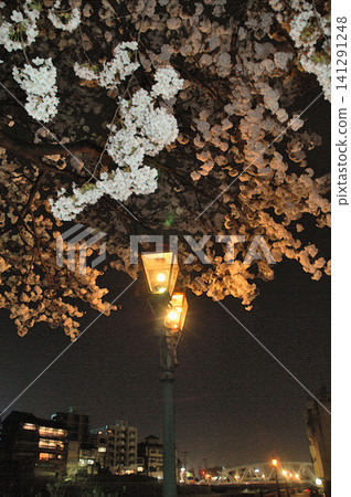 The warm light of gas lamps gently illuminates the cherry blossoms in full bloom on the Sai River at night, creating a magical atmosphere. 141291248