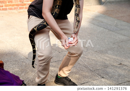 Street performer holding money with large python snake wrapped around shoulders. Close up of person holding cash bills with exotic reptile on body, street busking, tourist attraction Street performer holding money with large python snake wrapped around shoulders. Close up of person holding cash bills with exotic reptile on body, street busking, tourist attraction 141291376