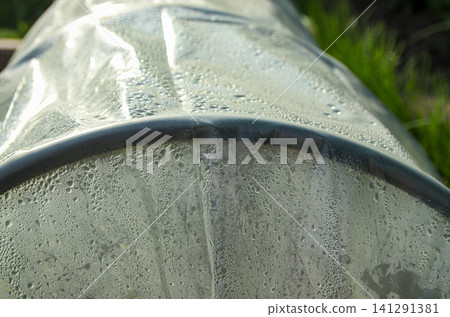 Greenhouse effect concept with water drops on plastic film cover. Condensation on greenhouse film, small garden hotbed tunnel close up, global warming metaphor, agriculture and gardening concept 141291381