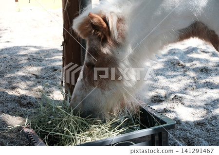 長野縣飯田市飯田市動物園裡的一匹小馬正在吃乾草。 長野縣飯田市飯田市動物園裡的一匹小馬正在吃乾草。 141291467