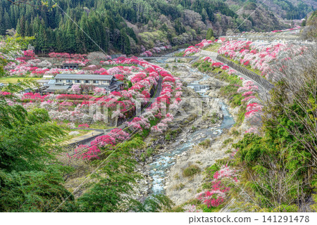 從長野縣阿知村桃源鄉的觀景台上看到的「桃花村」。 從長野縣阿知村桃源鄉的觀景台上看到的「桃花村」。 141291478