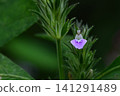 Small weeds by the roadside: Justicia procumbens 141291489