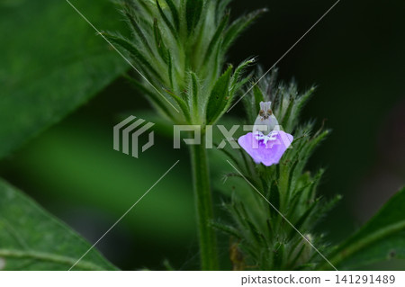 Small weeds by the roadside: Justicia procumbens Small weeds by the roadside: Justicia procumbens 141291489