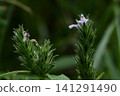 Small weeds by the roadside: Justicia procumbens 141291490