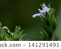 Small weeds by the roadside: Justicia procumbens 141291491