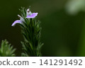 Small weeds by the roadside: Justicia procumbens 141291492