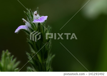 路邊的小野草：匍匐爵床（Justicia procumbens） 141291492