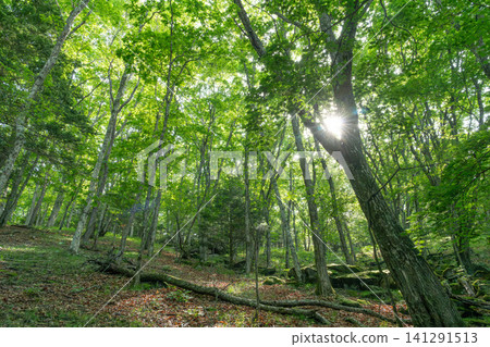 Dazzling new green forest 141291513