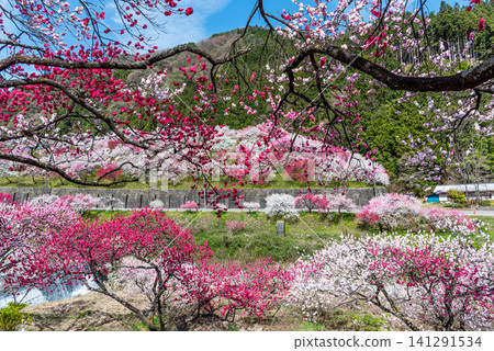 長野縣Achi Village Momoko Town Bloom“Hanamachi no Sato” 長野縣Achi Village Momoko Town Bloom“Hanamachi no Sato” 141291534