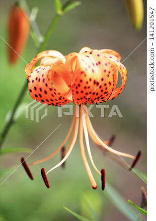 Orange tiger lilies blooming in the flowerbed Orange tiger lilies blooming in the flowerbed 141291547