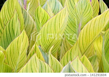 Canna leaf pattern Canna leaf pattern 141291604