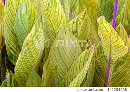 Canna leaf pattern Canna leaf pattern 141291608