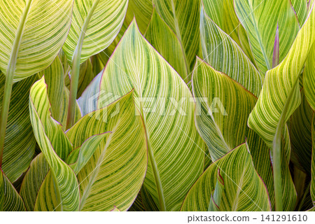Canna leaf pattern Canna leaf pattern 141291610