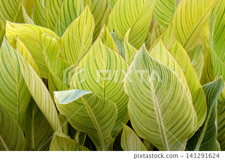 Canna leaf pattern Canna leaf pattern 141291624