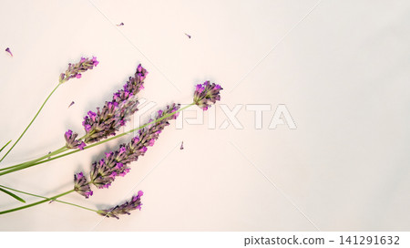 Elegant Lavender Sprigs on Pale Background Elegant Lavender Sprigs on Pale Background 141291632