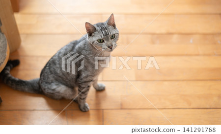 A cute cat sitting on the floor - a mackerel tabby cat A cute cat sitting on the floor - a mackerel tabby cat 141291768