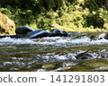 The flow of the river in Akigawa Valley 141291803